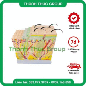 MÔ HÌNH 3D CẤU TẠO DA NGƯỜI SIZE LỚN